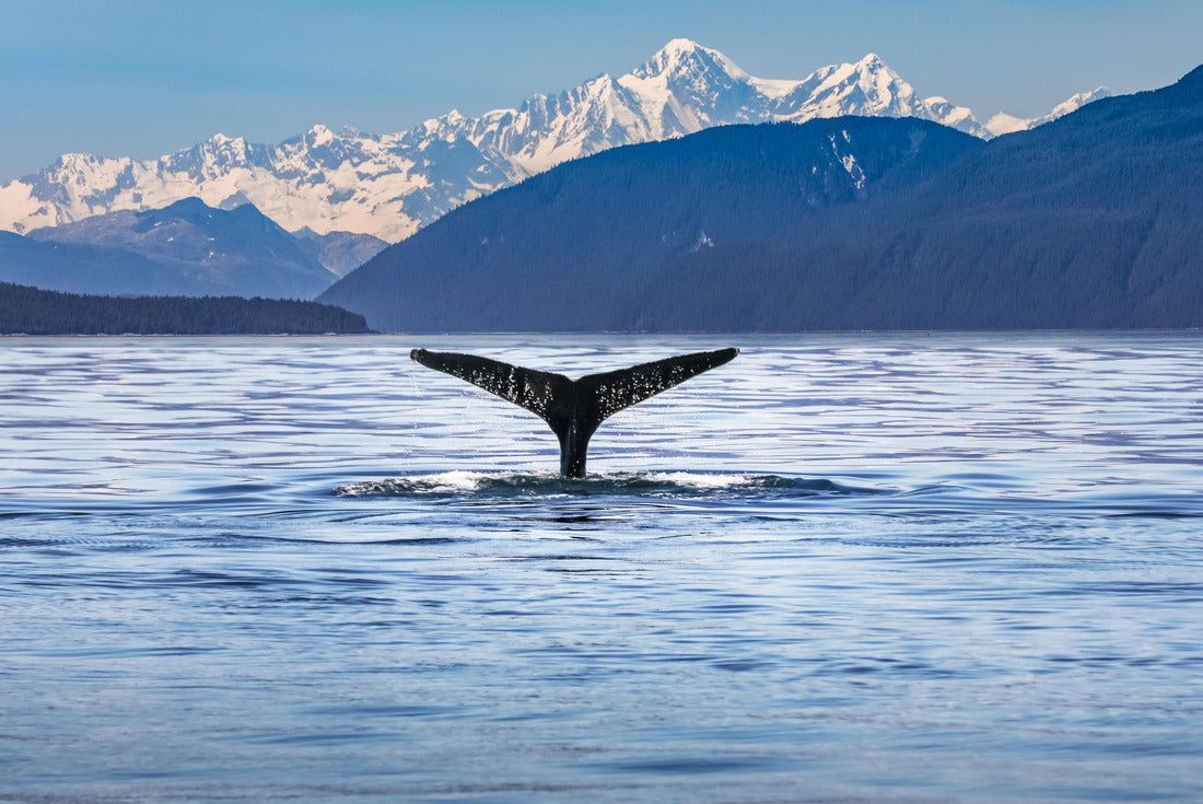 Landscape of Scenic Alaskan with a whale tail in the foreground 2000pc Puzzle