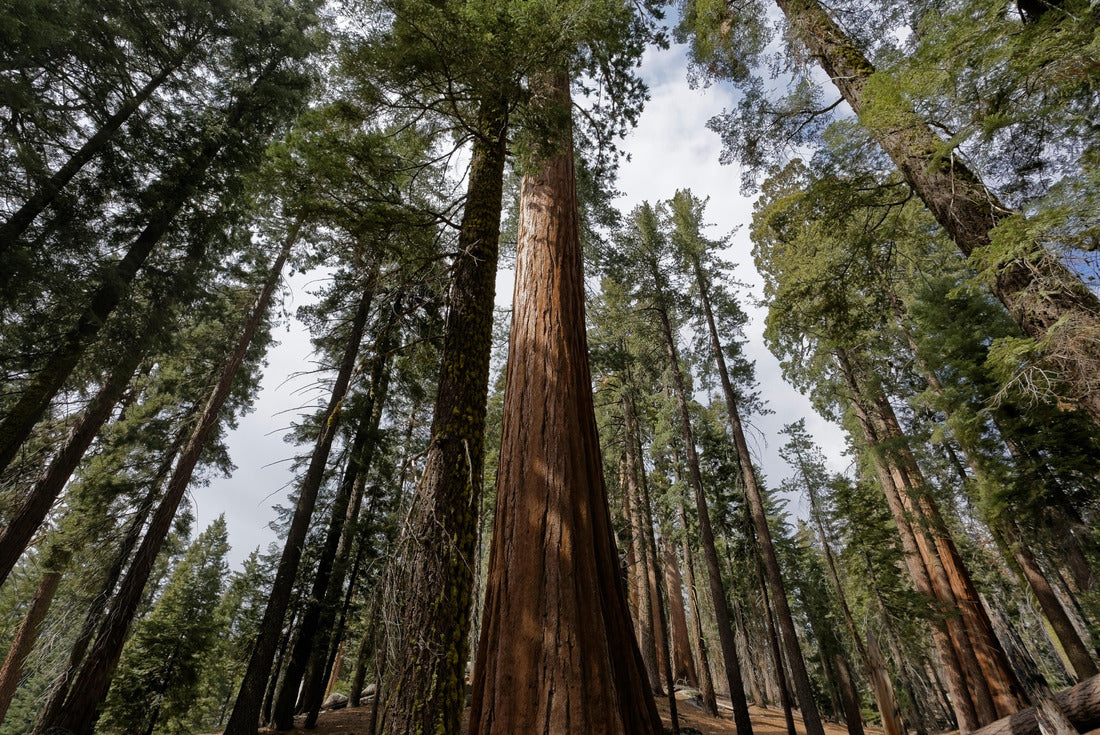 Sequoia trees forest in the General Grant Grove section of Kings Canyon National Park in the southern Sierra Nevada, in Fresno and Tulare counties, California 2000pc Puzzle