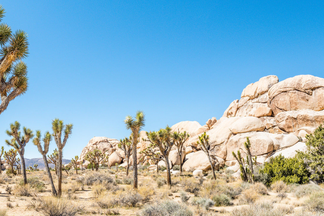 Joshua trees (Yucca brevifolia) in Hall of Horrors area of Joshua Tree National Park, California 2000pc Puzzle