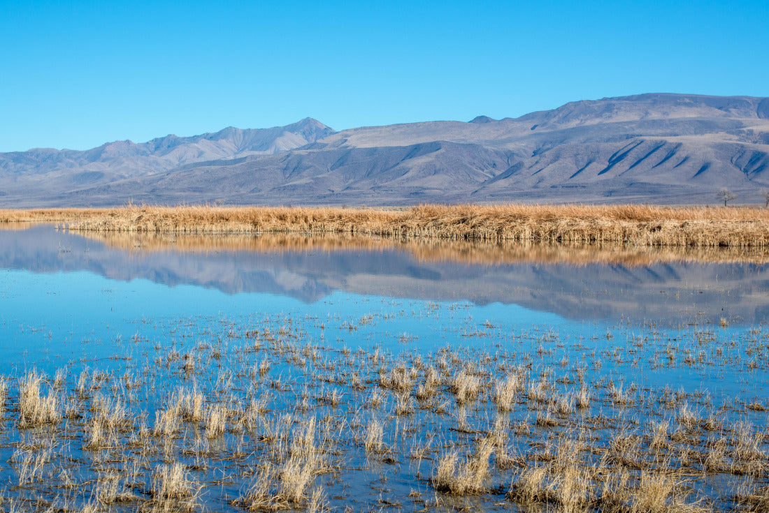 USA, Nevada, Churchill County, Stillwater National Wildlife Refuge. Strong blue yellow color contrast in the reflection of Foxtail Lake reeds 2000pc Puzzle