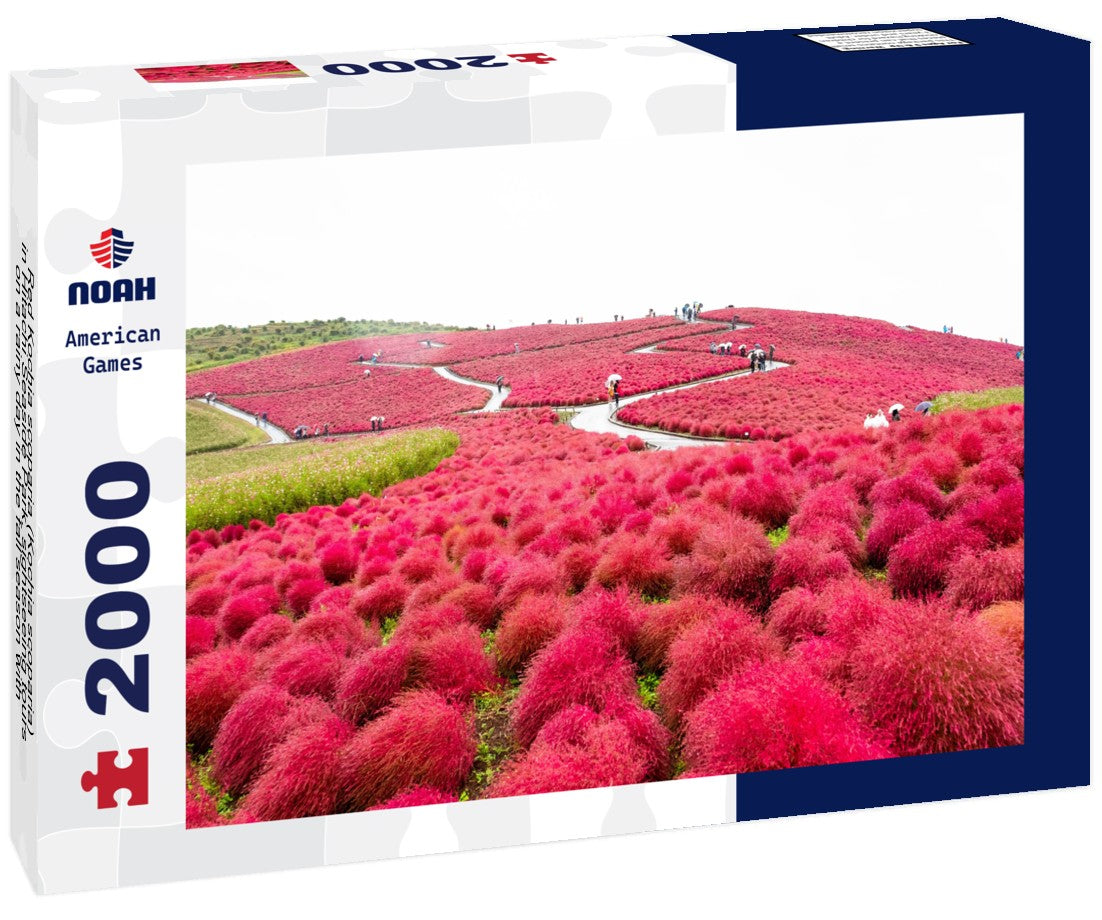 Red Kochia scoparia (Kochia scoparia) in Hitachi Seaside Park, sightseeing tours on a rainy day in the fall season with a white sky in Ibaraki, Japan 2000pc Puzzle
