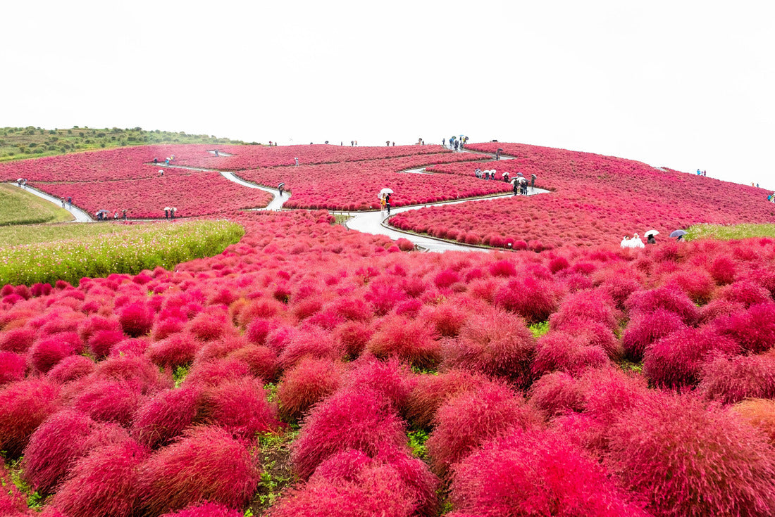 Red Kochia scoparia (Kochia scoparia) in Hitachi Seaside Park, sightseeing tours on a rainy day in the fall season with a white sky in Ibaraki, Japan 2000pc Puzzle