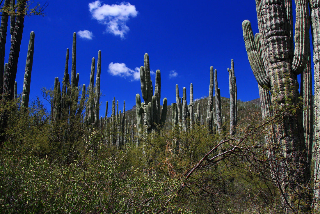 Tehuacán-Cuicatlán Biosphere Reserve. State Puebla of Mexico 2000pc Puzzle