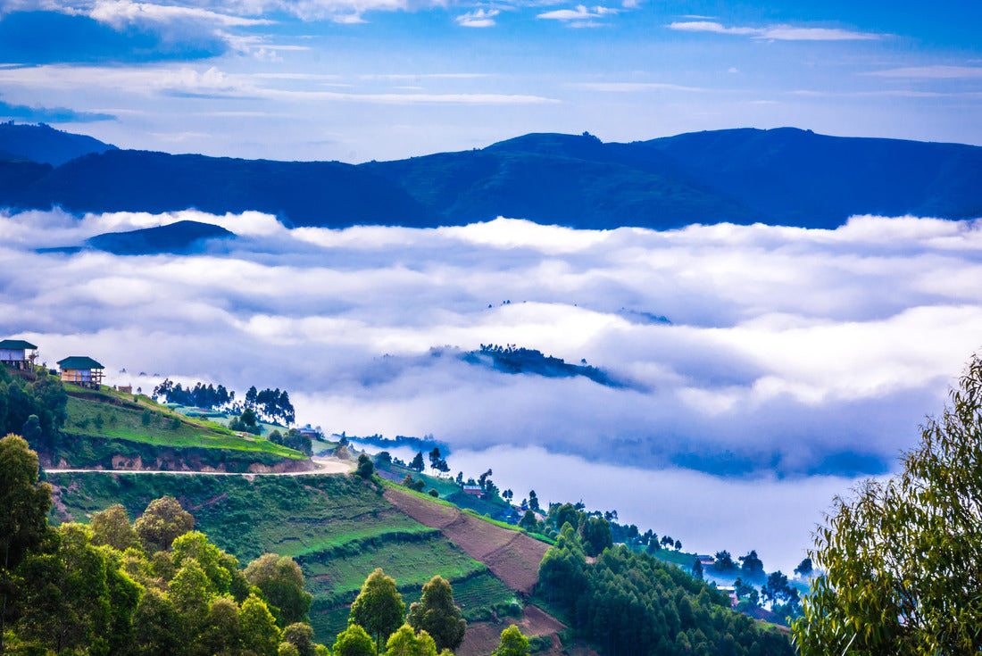 Noah Jigsaw Puzzle Gorilla's of Uganda at Bwindi Nationalpark 2000 pieces