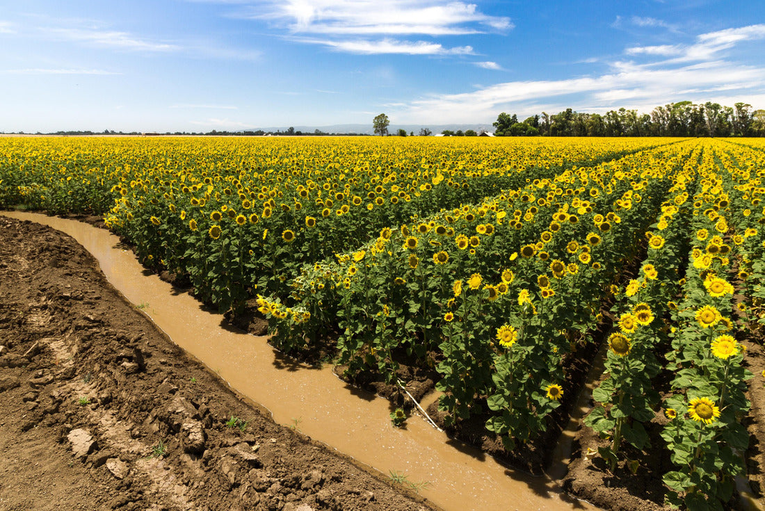 Sunflower fields receive a welcome drink from an irrigation canal. Yolo County, California, USA 2000pc Puzzle