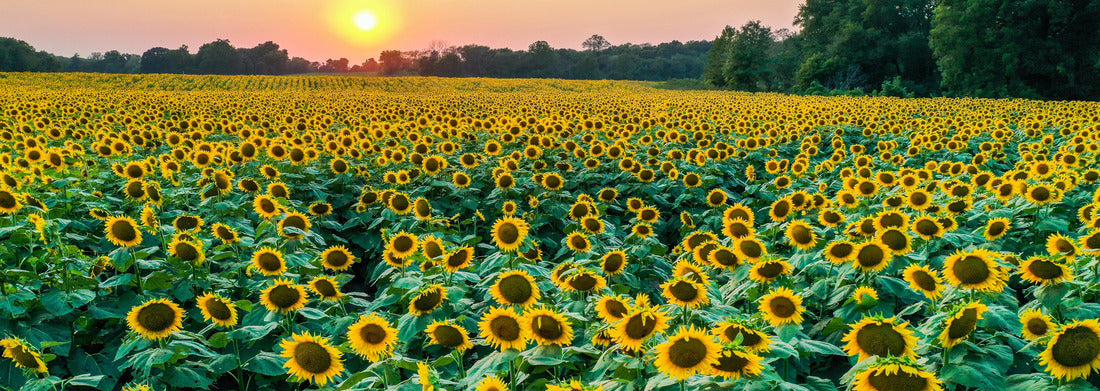 Noah Jigsaw Puzzle Aerial view of the sunset at Grinter Farms, a sunflower field in Kansas panorama 1000 pieces