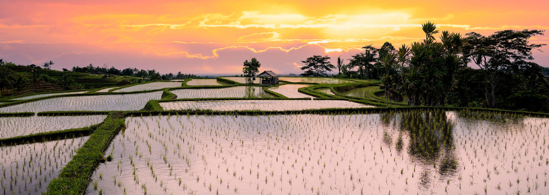 Noah Jigsaw Puzzle Stunning landscape with sone terraced rice fields and a farmer hut's during a beautiful sunrise. Jatiluwih rice terrace, Tabanan Regency, North Bali, Indonesia panorama 1000 pieces