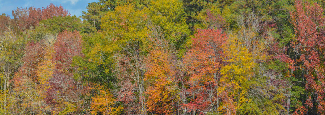 Noah Jigsaw Puzzle Beautiful Lake Hamburger in Hamburg State Park, Mitchell, Washington County, Georgia panorama 1000 pieces