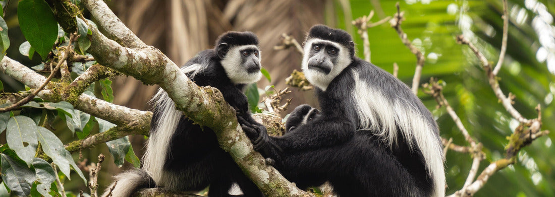 Noah Jigsaw Puzzle Mantled guereza on the branch. Group of guerezas in Uganda panorama 1000 pieces