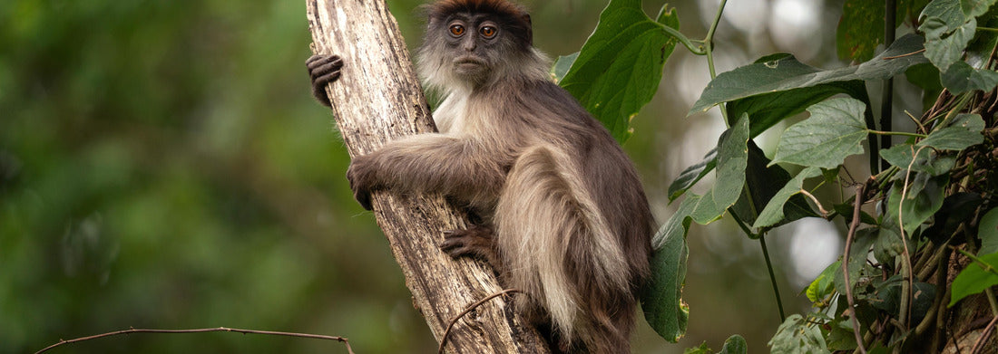 Noah Jigsaw Puzzle Ugandan red colobus on the branch. Monkey in Uganda panorama 1000 pieces