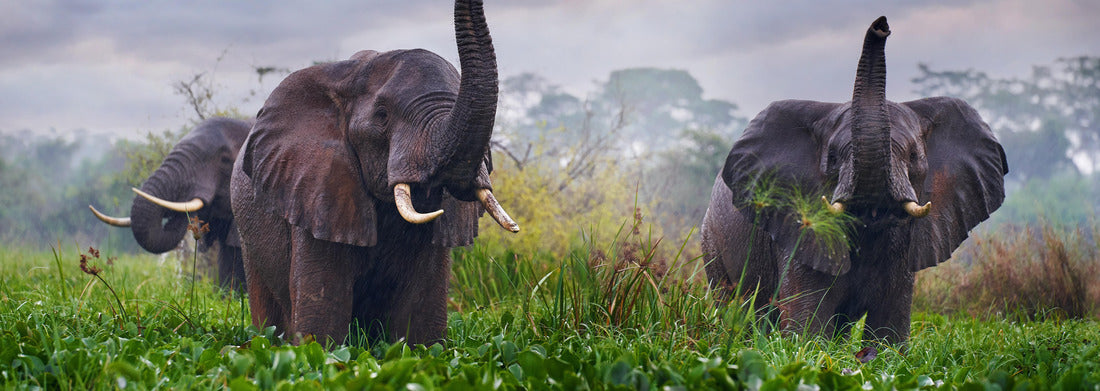 Noah Jigsaw Puzzle Elephant in the rain, Victoria Nile Delta. Elephant in Murchison Falls NP, Uganda panorama 1000 pieces