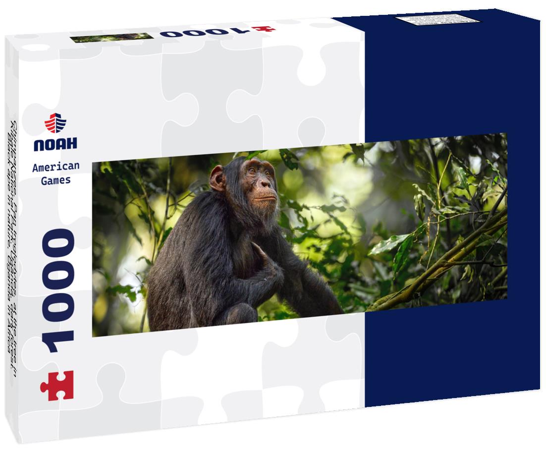 Noah Jigsaw Puzzle Chimpanzee, Pan troglodytes, at the tree in Kibale National Park, Uganda, dark forest. Black ape in nature, Uganda in Africa panorama 1000 pieces