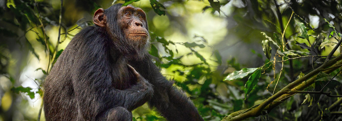 Noah Jigsaw Puzzle Chimpanzee, Pan troglodytes, at the tree in Kibale National Park, Uganda, dark forest. Black ape in nature, Uganda in Africa panorama 1000 pieces