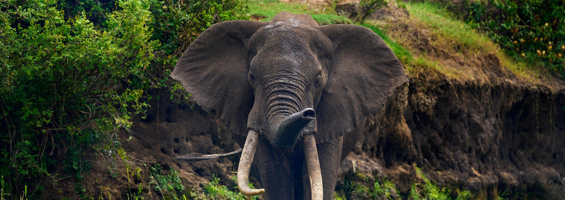 Noah Jigsaw Puzzle Elegant watercourse in nature. Uganda wildlife, Africa. Elephant in the rain. Elephant in Murchison Falls NP, Uganda. Large mammal in green grass, forest vegetation in background panorama 1000 pieces