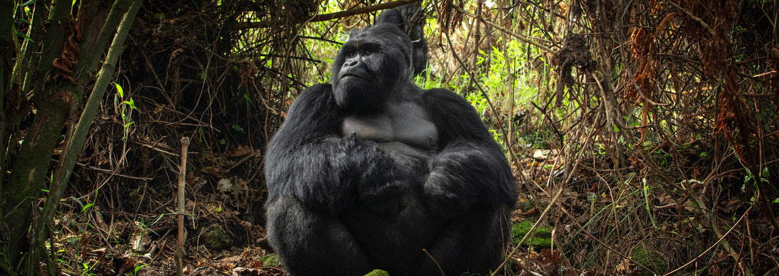 Noah Jigsaw Puzzle Gorillas in the mountains of Mgahinga Gorilla National Park. Gorilla in the forest. Rare animals in Uganda. Animals in their natural habitat panorama 1000 pieces