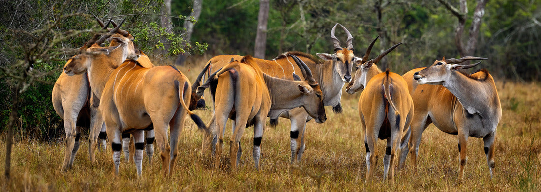 Noah Jigsaw Puzzle Herd of large antelopes, Mburo NP lake, Uganda in Africa. Taurotragus oryx, large brown African mammal in nature panorama 1000 pieces