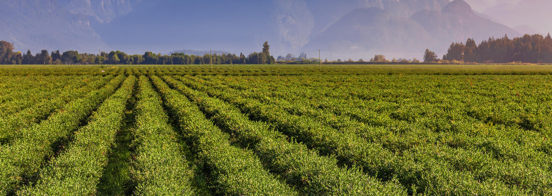 Noah Jigsaw Puzzle Blueberry field and mountains in the distance in British Columbia, blueberries ready for harvest. Blueberry farm in Vancouver panorama 1000 pieces
