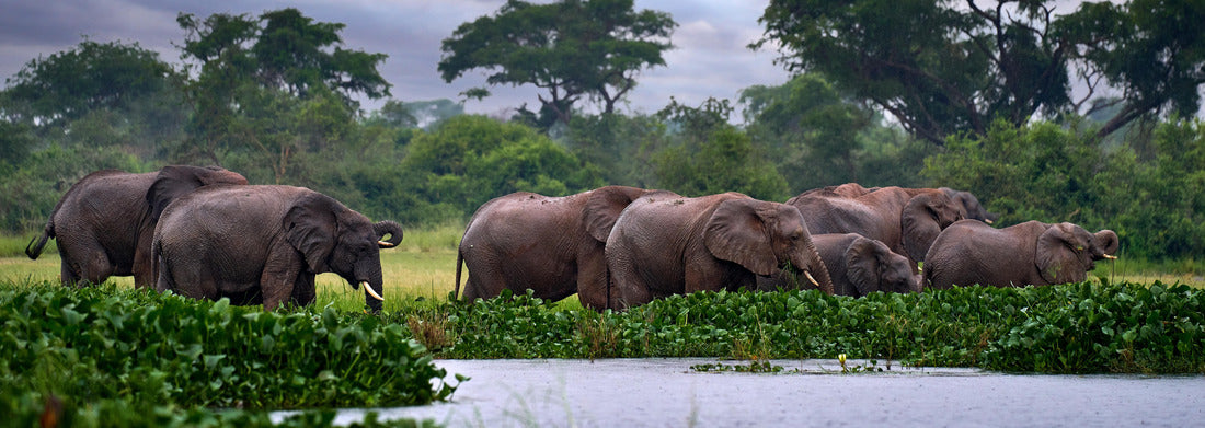 Noah Jigsaw Puzzle Elegant watercourse in nature. Uganda wildlife, Africa. Elephant in the rain, Victoria Nile Delta. Elephant in Murchison Falls NP, Uganda. Large mammal in green grass, forest vegetation panorama 1000 pieces
