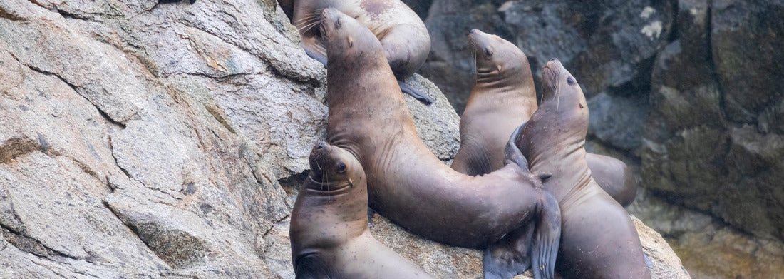 Noah Jigsaw Puzzle Wild sea lions in Kenai Fjords National Park in Alaska panorama 1000 pieces