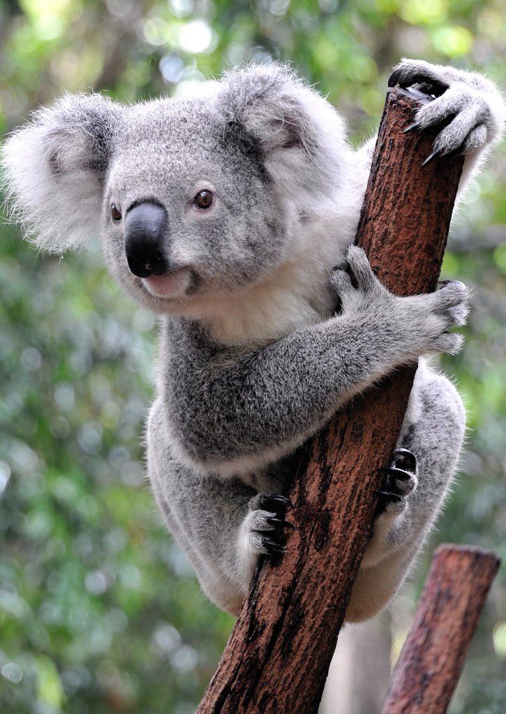 Koala, Australia