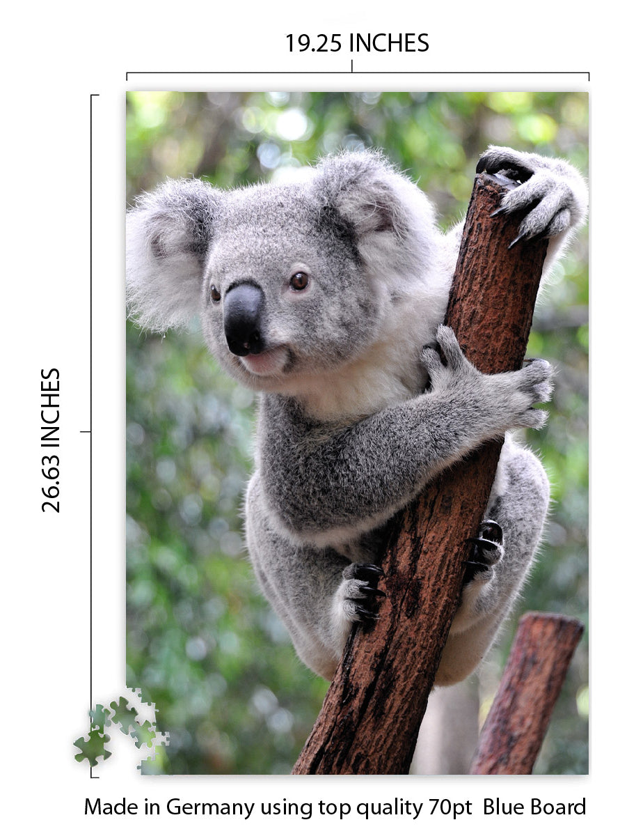 Koala, Australia