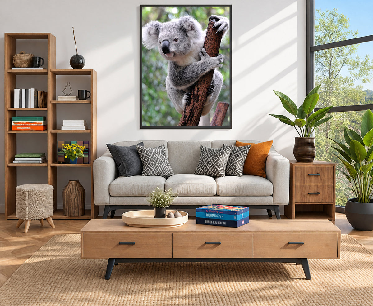 Koala, Australia