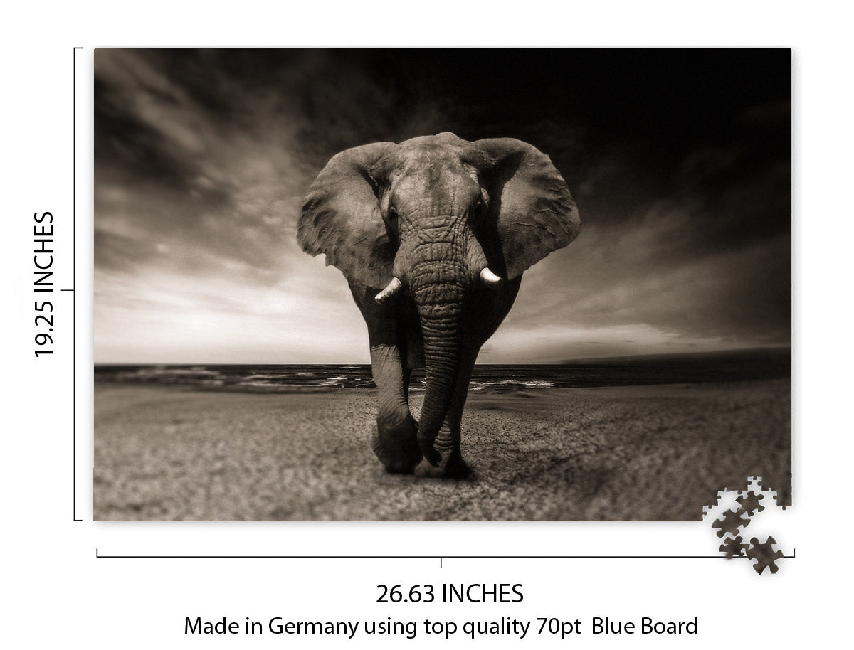 Elephant in Black and White