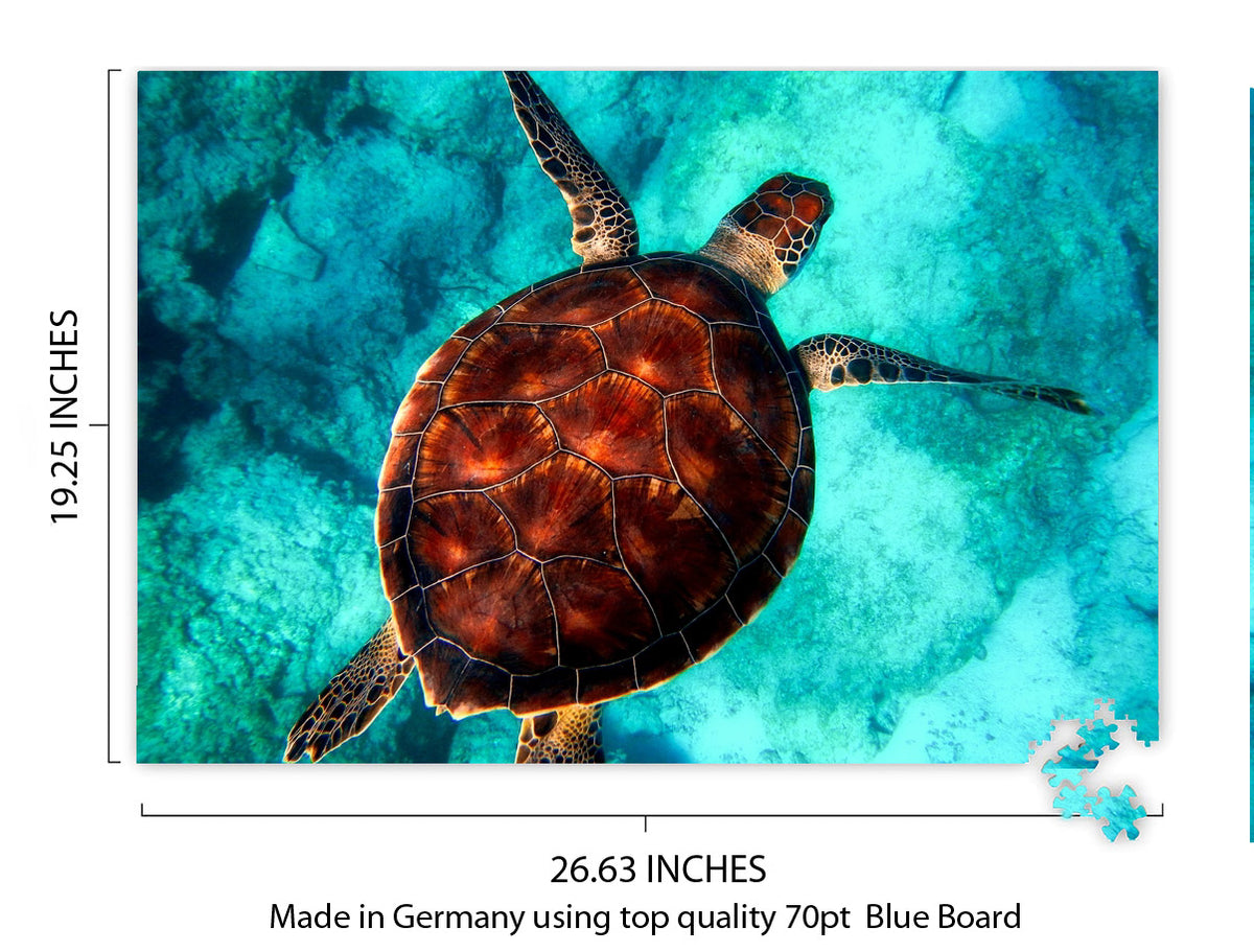 Sea Turtle