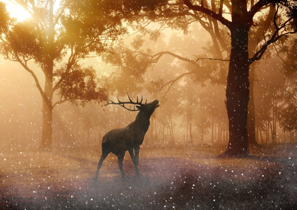 Stag