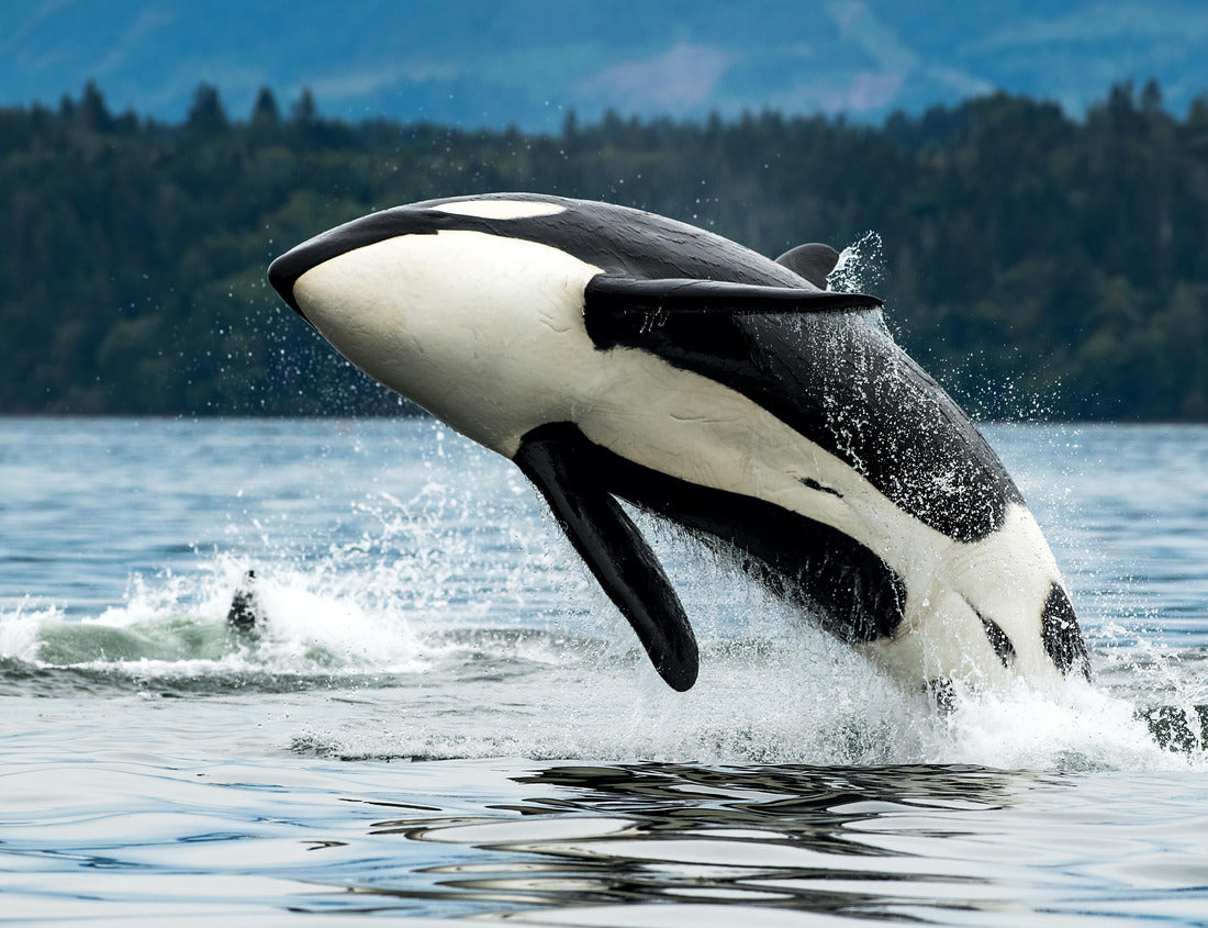 A Bigg's Orkwal leaps out of the sea in Vancouver Island, Canada 1000pc Puzzle