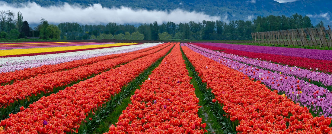Tulip festival in Chilliwack, Fraser Valley near Vancouver, British Columbia 2000pc Panoramic Puzzle