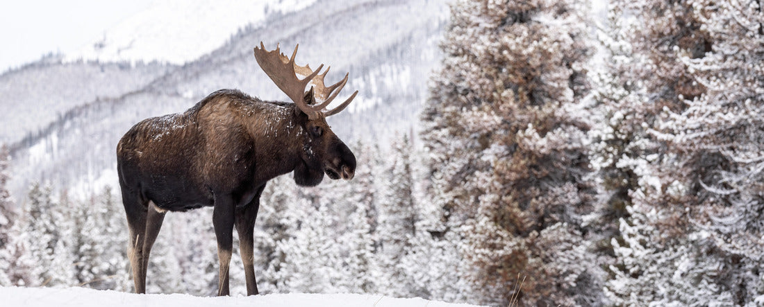 A moose in snow in Jasper Canada 2000pc Panoramic Puzzle