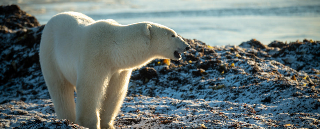 Polar Bear standing on gravel bar, Nunavut 2000pc Panoramic Puzzle
