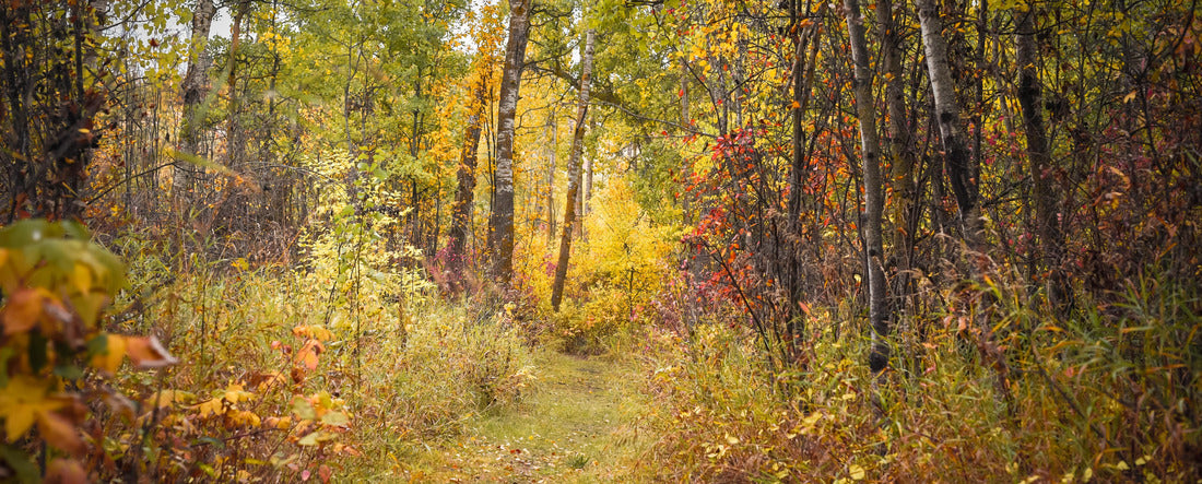 Beautiful autumn landscape in Alberta, Canada 2000pc Panoramic Puzzle