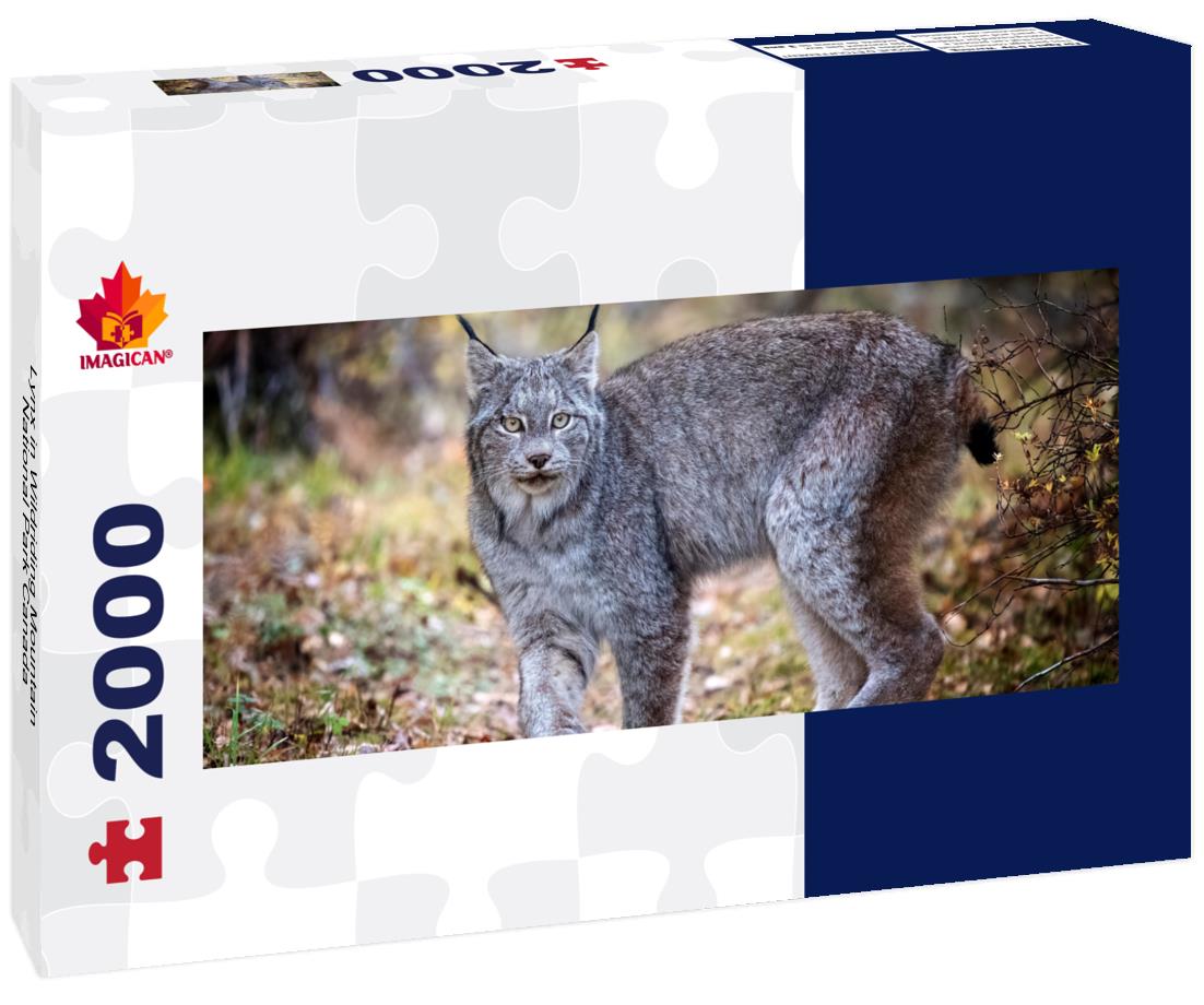 Lynx in Wildriding Mountain National Park Canada 2000pc Panoramic Puzzle