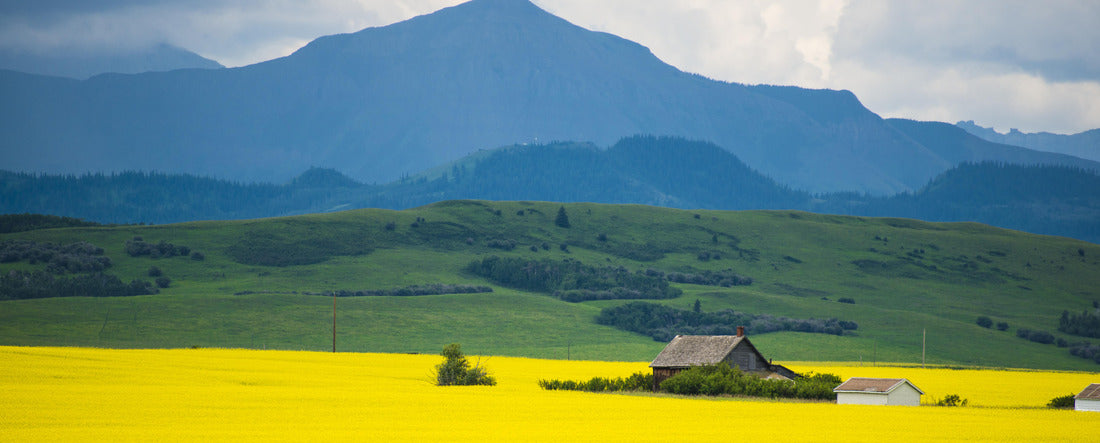 Farmhouse on the field of canola in Alberta, Canada 2000pc Panoramic Puzzle