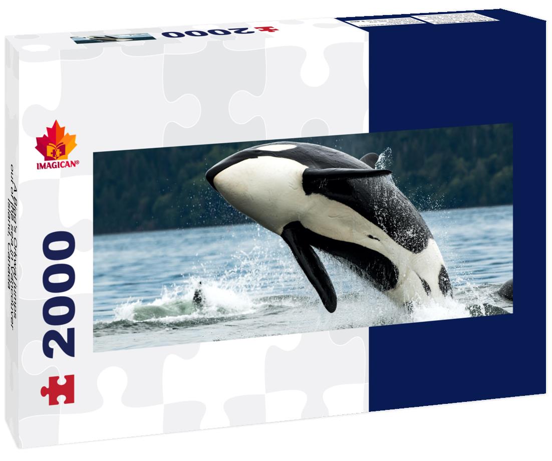 A Bigg's Orkwal leaps out of the sea in Vancouver Island, Canada 2000pc Panoramic Puzzle