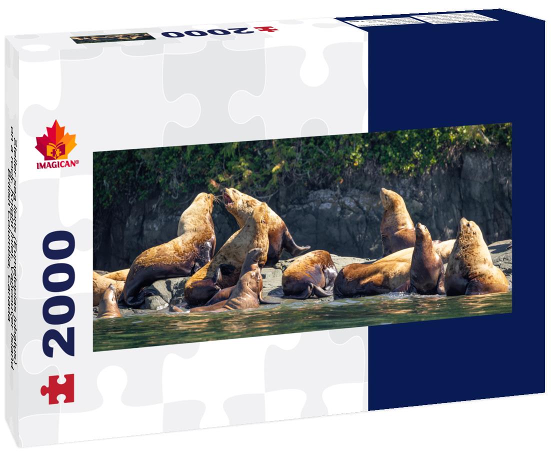 Steller sea lions on a rock, Knight Inlet, Vancouver Island, British Columbia 2000pc Panoramic Puzzle