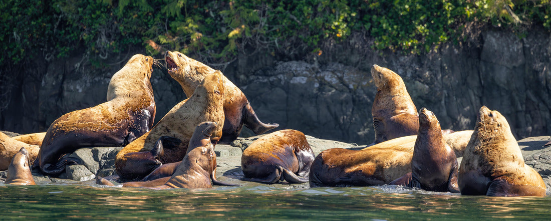 Steller sea lions on a rock, Knight Inlet, Vancouver Island, British Columbia 2000pc Panoramic Puzzle