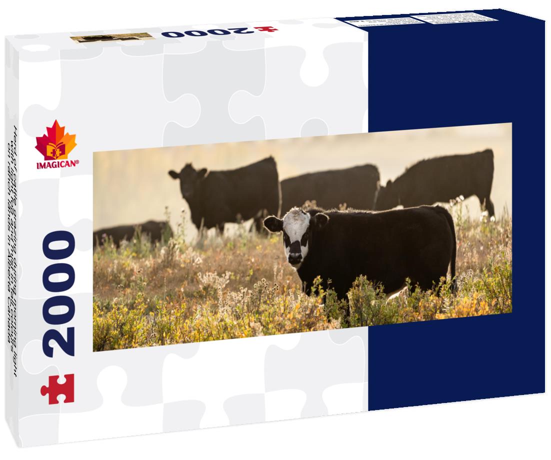 Herd of cattle grazing on ranch lands in Alberta 2000pc Panoramic Puzzle