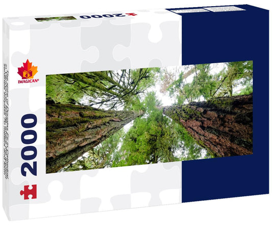 ImagiCan Jigsaw Puzzle Tower of Douglas Fir in the cathedral of Vancouver Island 2000 pieces panorama