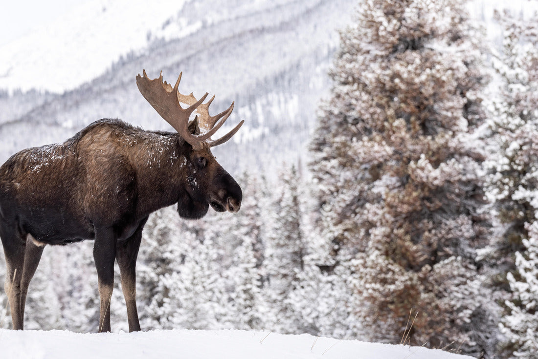 A moose in snow in Jasper Canada 2000pc Puzzle