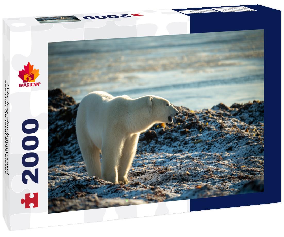 Polar bear standing on gravel opening, Nunavut 2000pc Puzzle