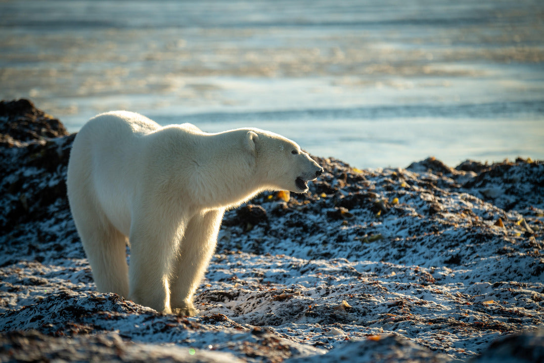 Polar bear standing on gravel opening, Nunavut 2000pc Puzzle