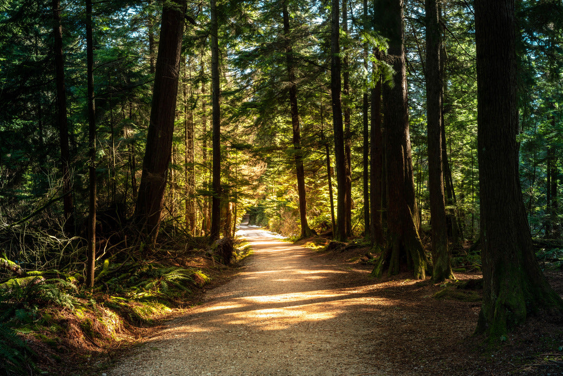 British Columbia forest with moody lights and colors 2000pc Puzzle