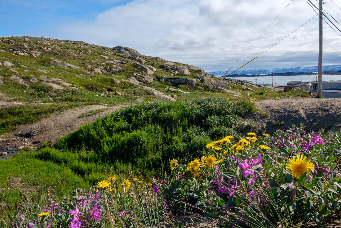 Iqaluit, Nunavut in summer: wildflowers in the tundra 2000pc Puzzle
