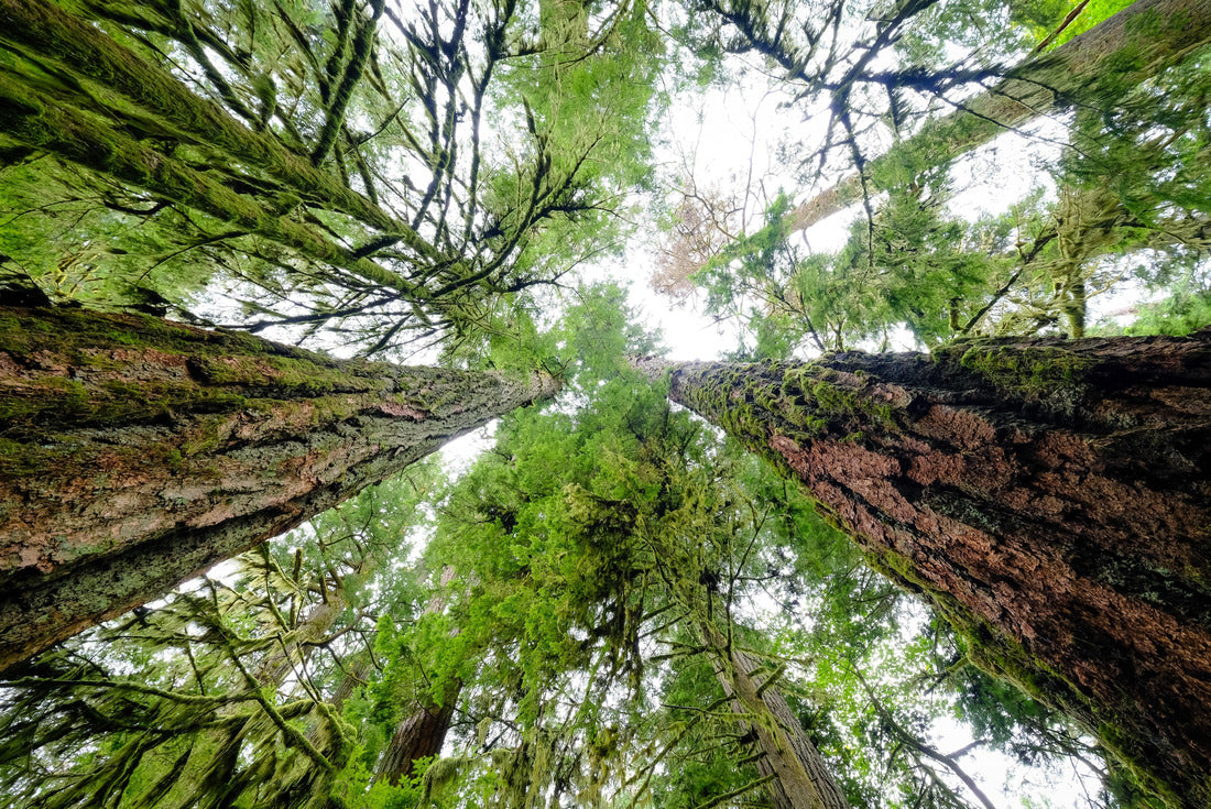 ImagiCan Jigsaw Puzzle The Douglas Fir tower in Cathedral Valley, Vancouver Island 2000 pieces