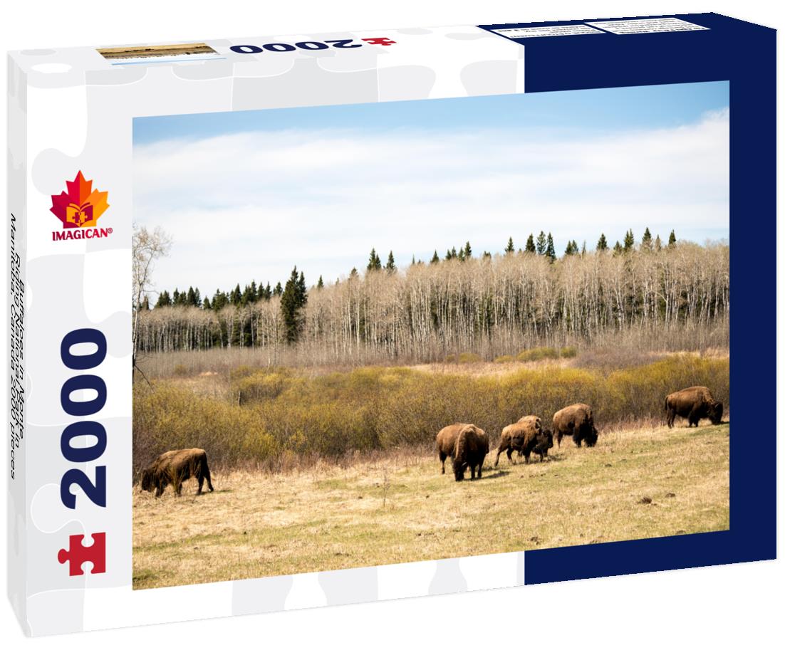 Buffaloes in Monte-Riding National Park in Manitoba, Canada 2000pc Puzzle
