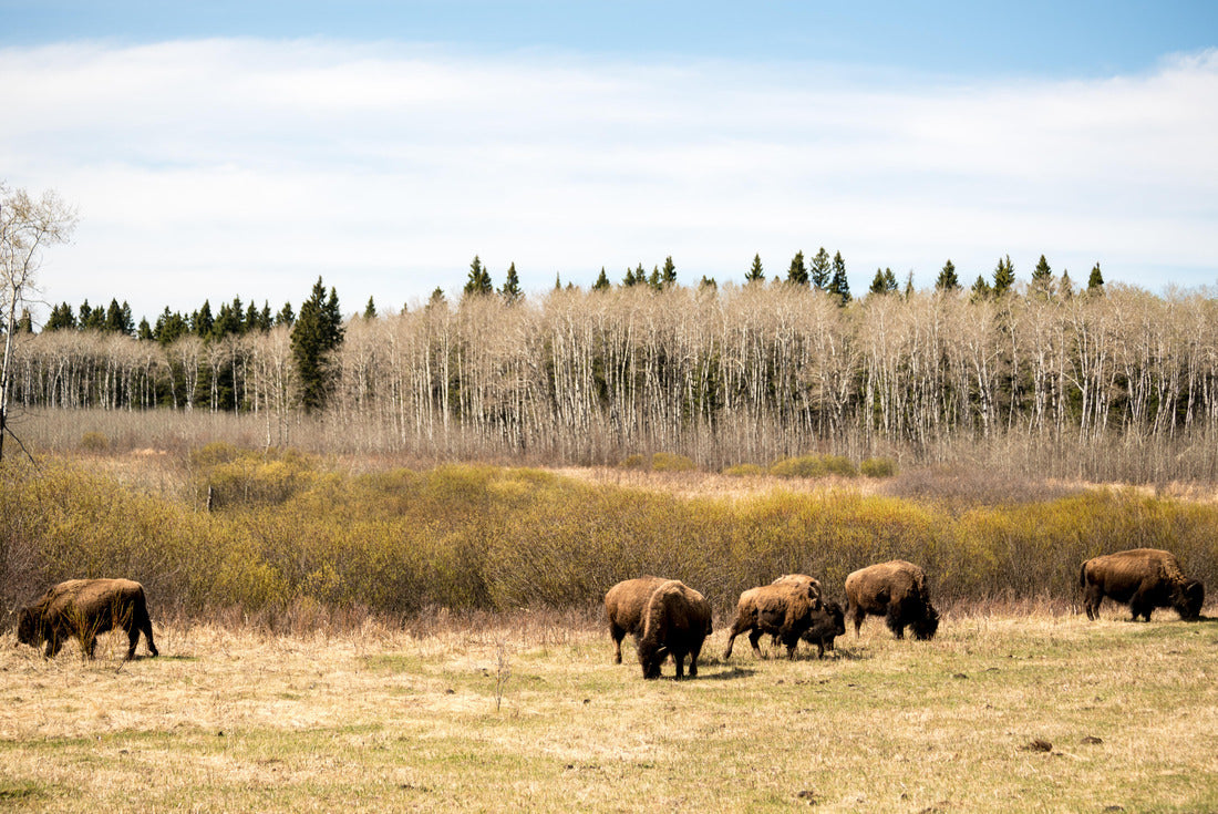 Buffaloes in Monte-Riding National Park in Manitoba, Canada 2000pc Puzzle