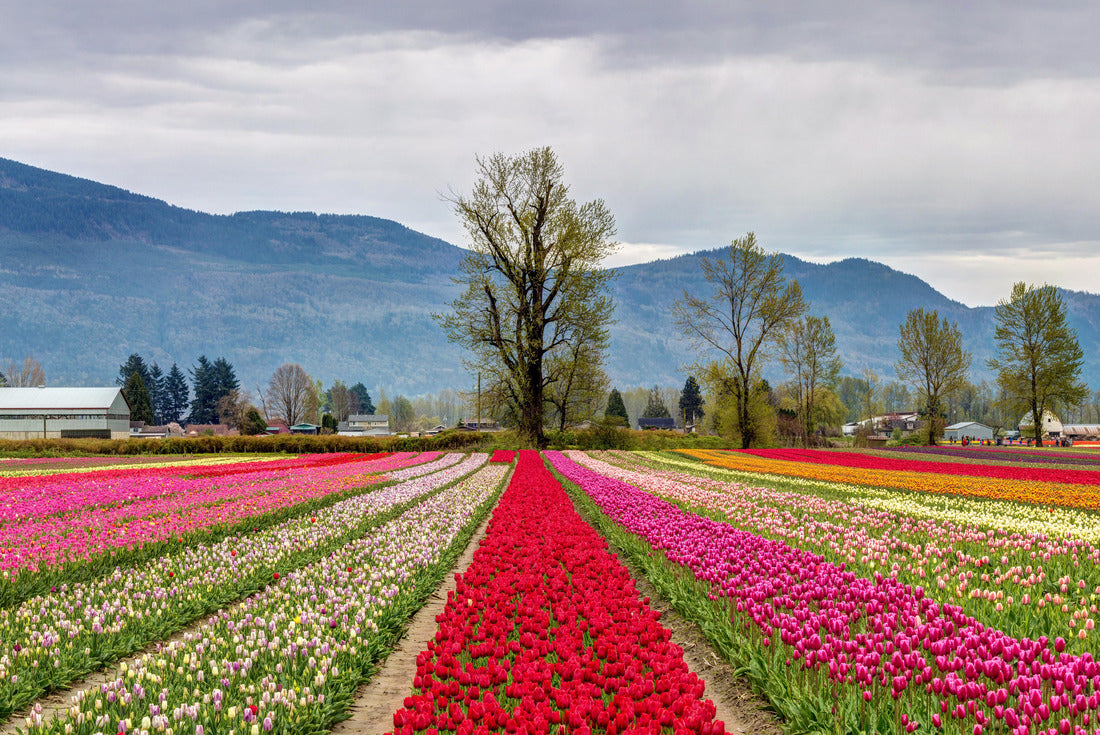 Tulips in Chilliwack, BC for the tulips of the valley festival 2000pc Puzzle